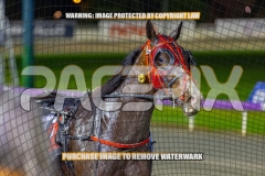 2026_PACEPIX_GP18092026_RACE6_AltaAllure_WIN_WEB-14